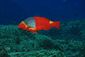 Parrotfish